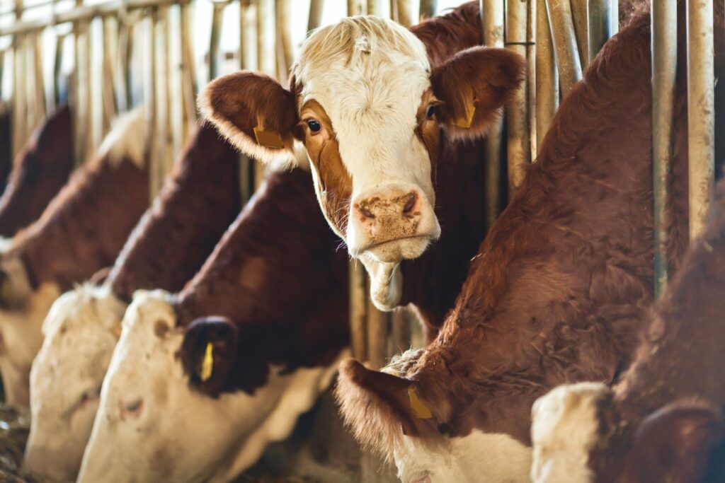 Cows in a slaughterhouse.