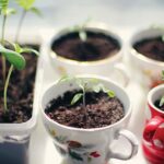 Thich Nhat Hanh Sunlight of Awareness Practice