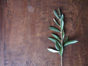 An Olive Branch Be Proactive Abuse of Power Confronting Buddhism Sangha Teachers Misconduct Controversy