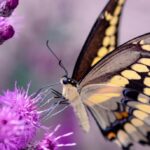 A butterfly sits on a flower.