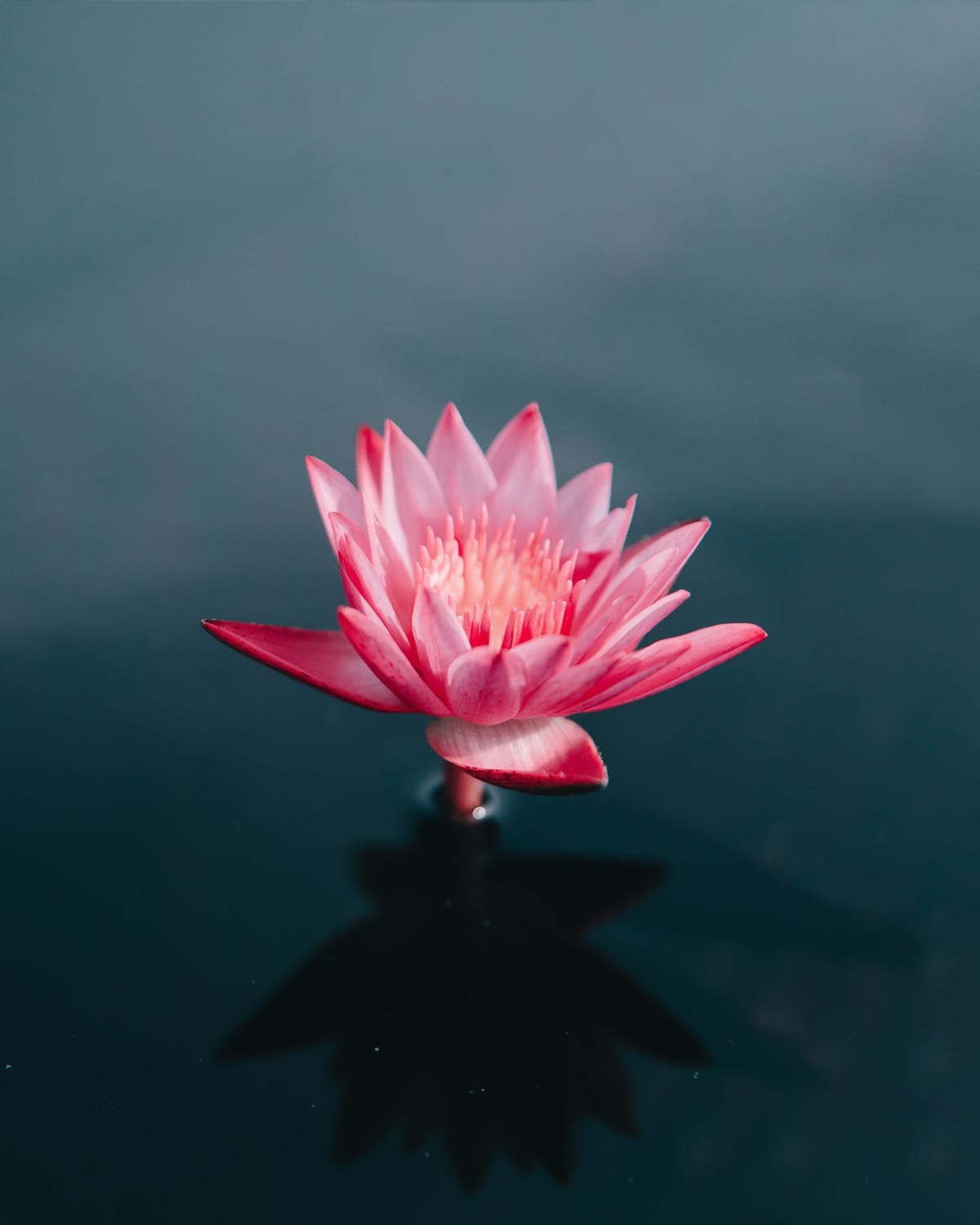 Lotus.