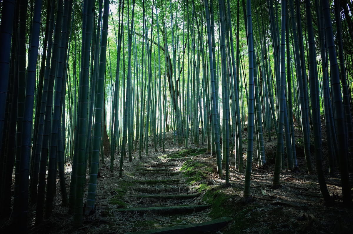 Sekkei Harada Roshi Zazen Zen skandhas Buddhadharma