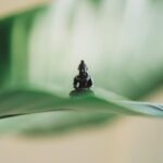 Black Buddha figurine on green leaf