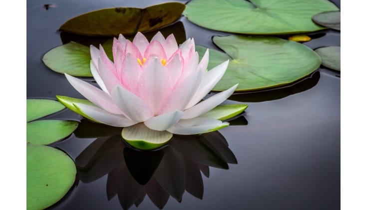 white lotus flower