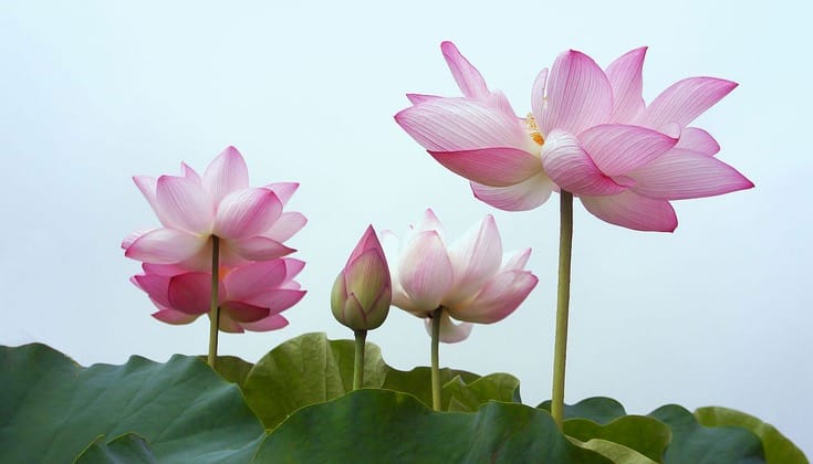 Group of lotuses.