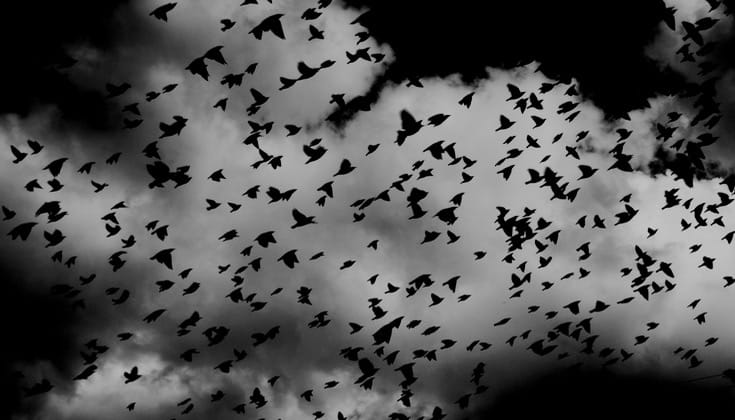 Dark birds.
