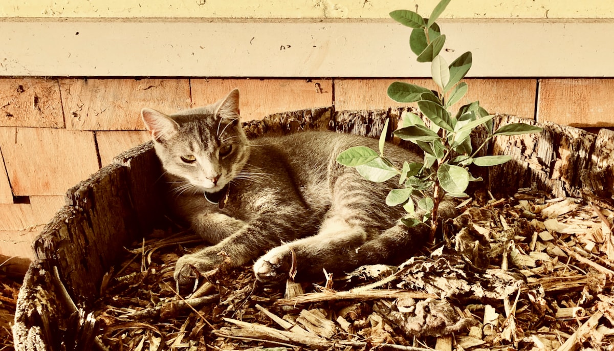 Cat sitting in a flower pot in the sun.