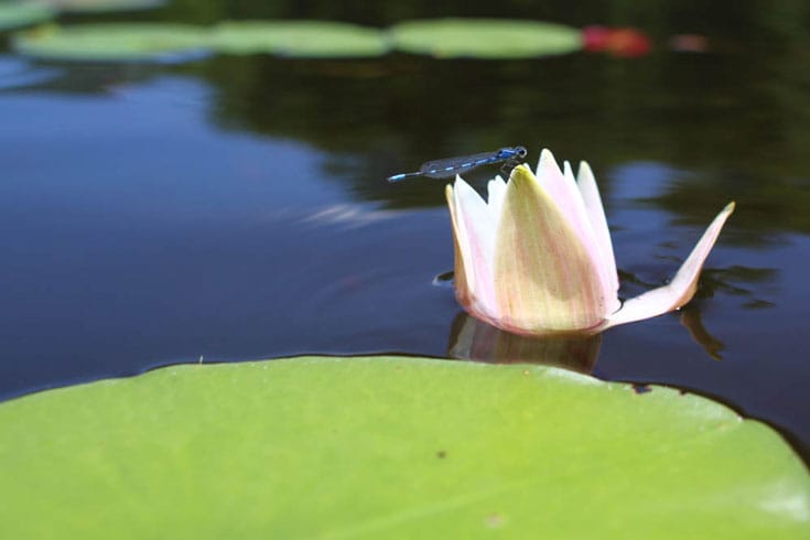 Gregory Palmer Lotus Dragonfly Buddhism Environment Lion's Roar Shambhala Sun Buddhadharma