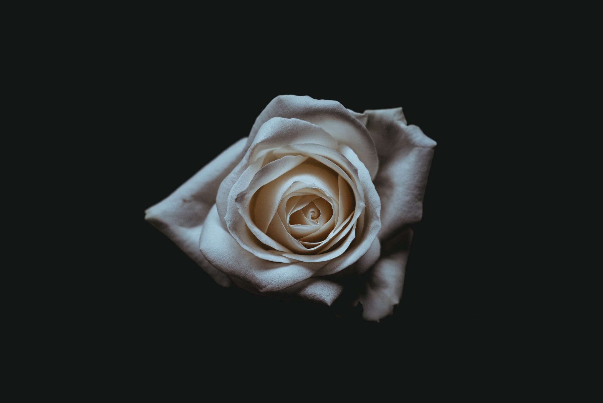 white rose