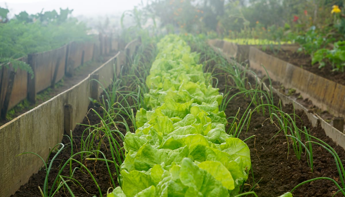 Vegetable garden.