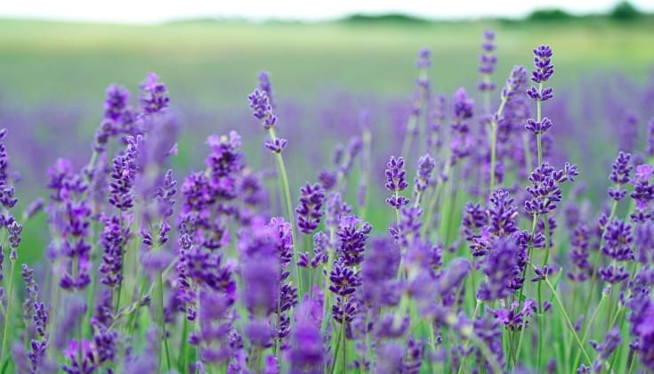 Lavender flowers in field