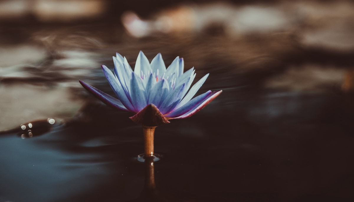 Lotus flower.