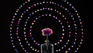 Image of pink carnation in glass bottle with petals in layers of circles