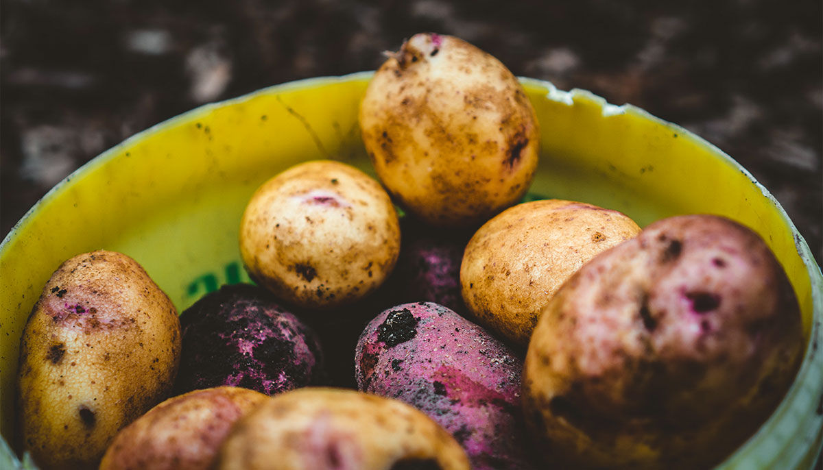 Yellow and red potatoes covered in dirt in a pot.