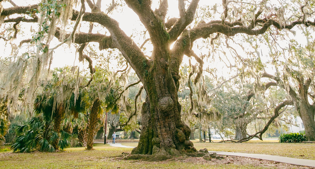 Need to Heal? Find a Tree