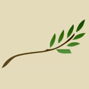 An Olive Branch