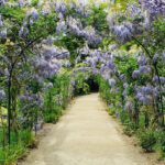 Archway of flowers