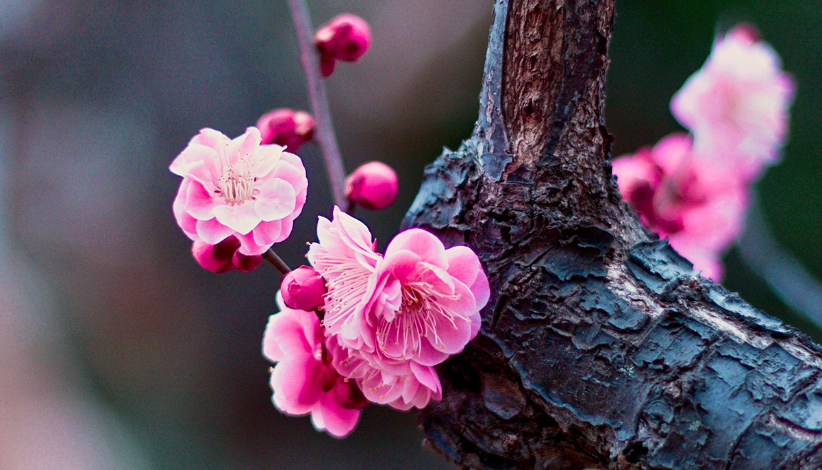 Pink flowers