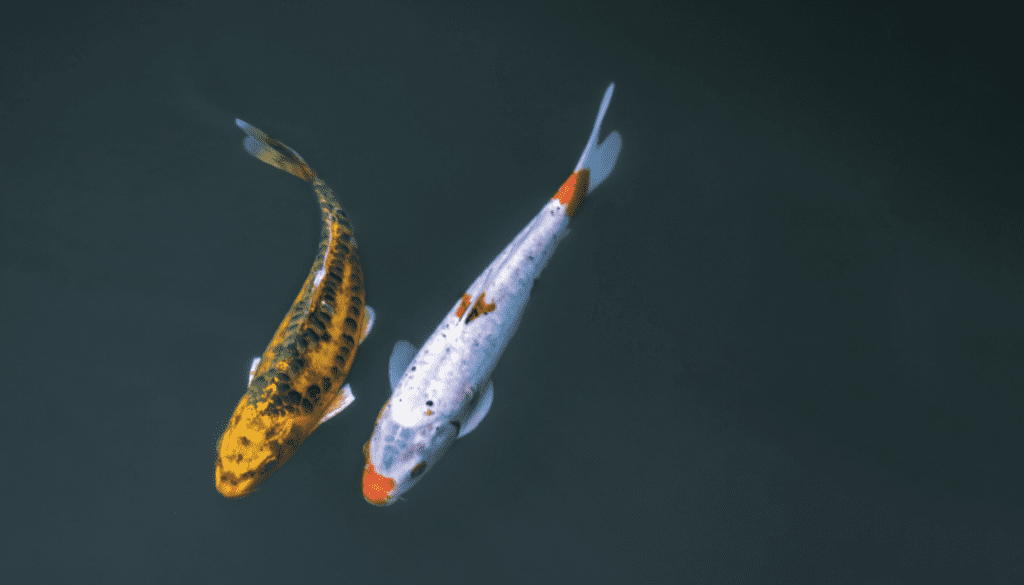 Koi fish