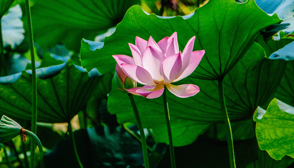 Lotus flower