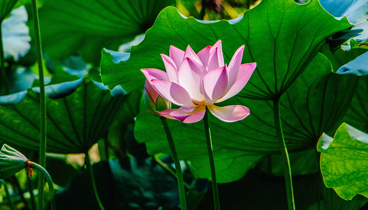 Lotus flower