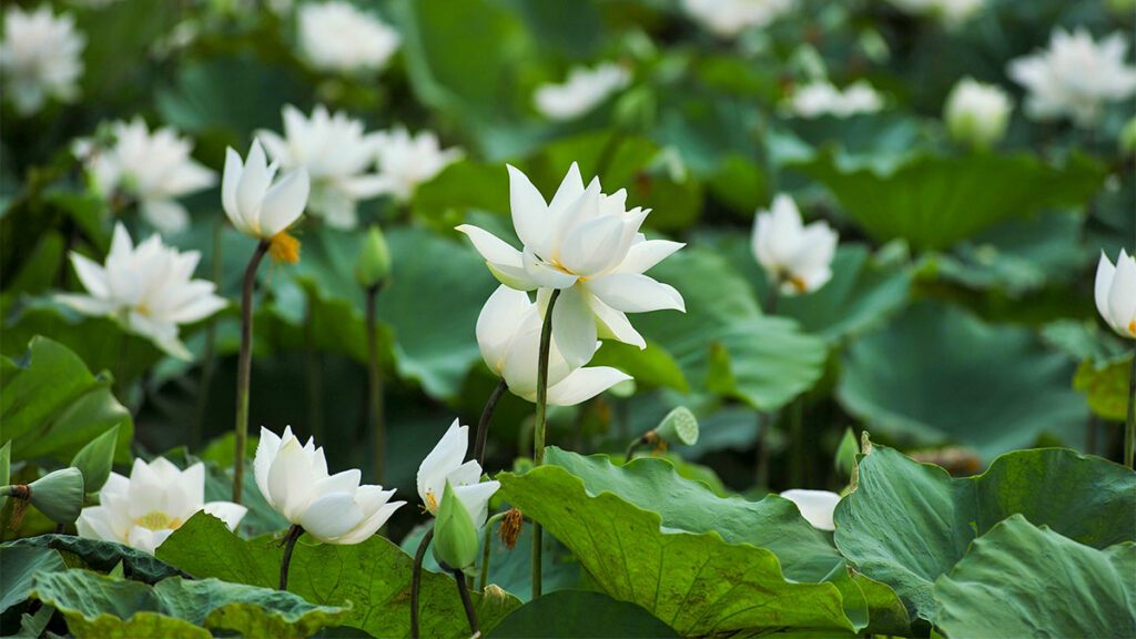 What is Mahayana? Buddhism AZ