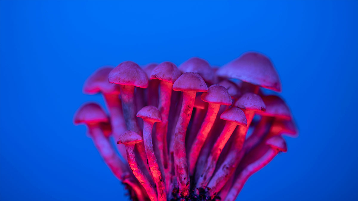 Psychedelics & Buddhism