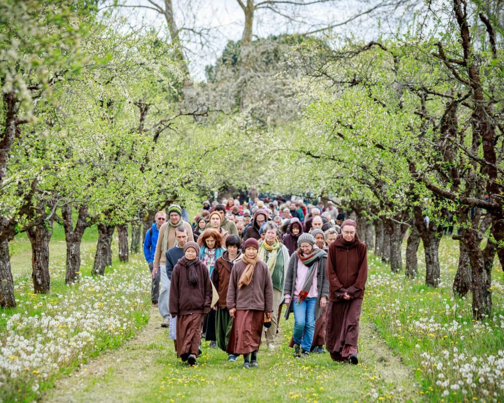 Image of Sangha members practicing walking meditation at plum village on Earth Day 2023.