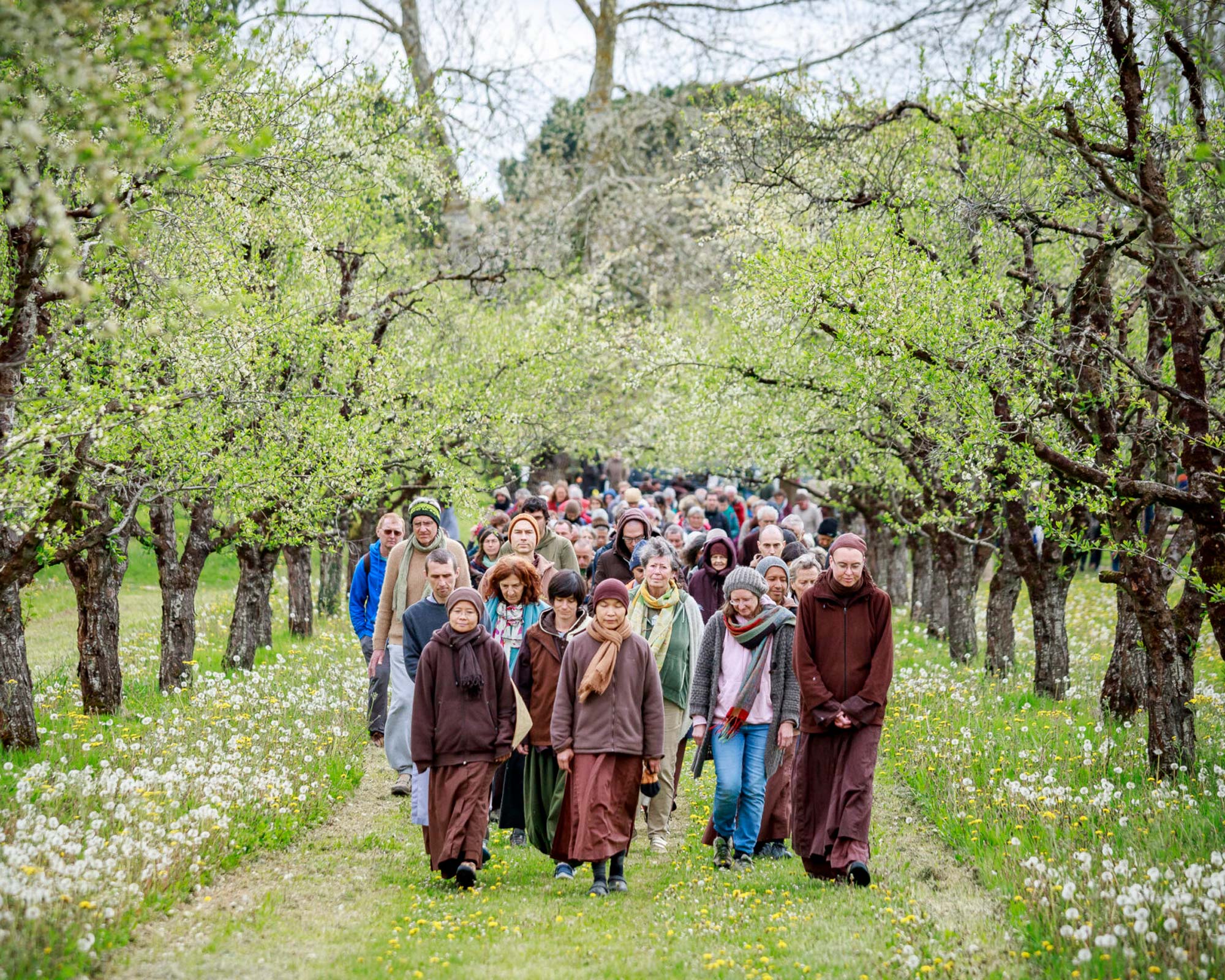 Image of Sangha members practicing walking meditation at plum village on Earth Day 2023.