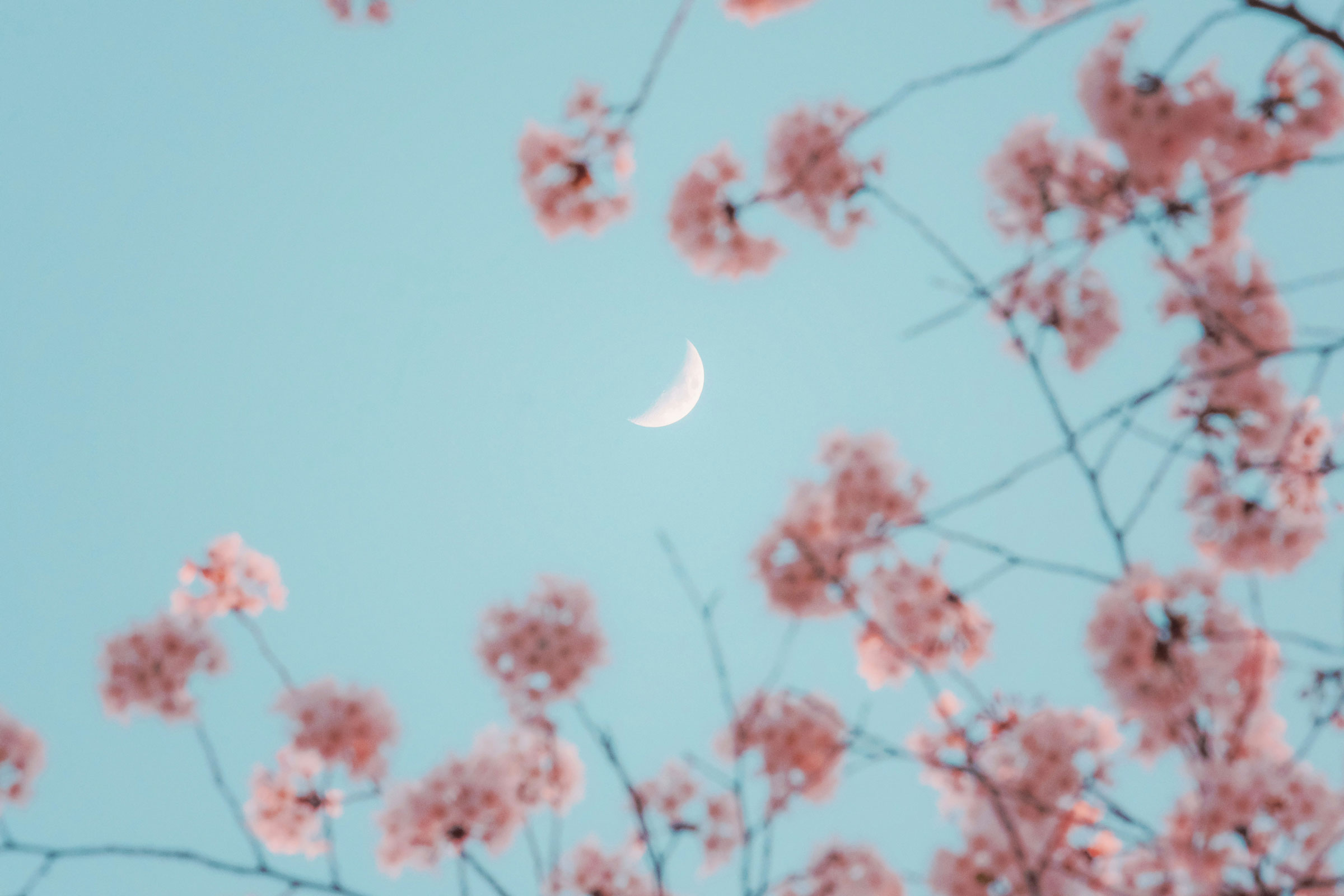 crescent moon with cherry blossom at dusk