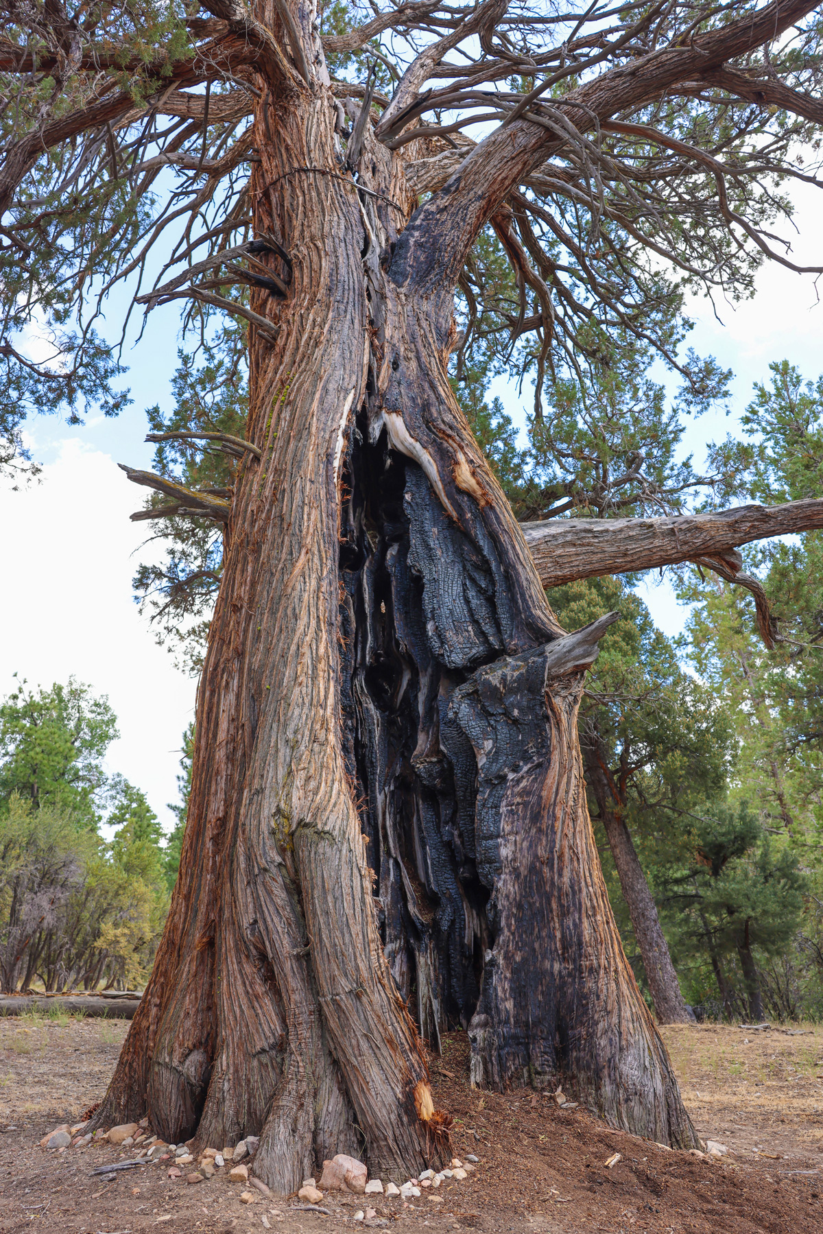 Resilience Tree Nature Is Our Teacher: Returning to the Earth, Sky and Stars | Lion’s Roar