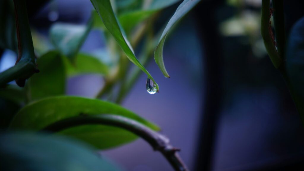 Dewdrop on a leaf