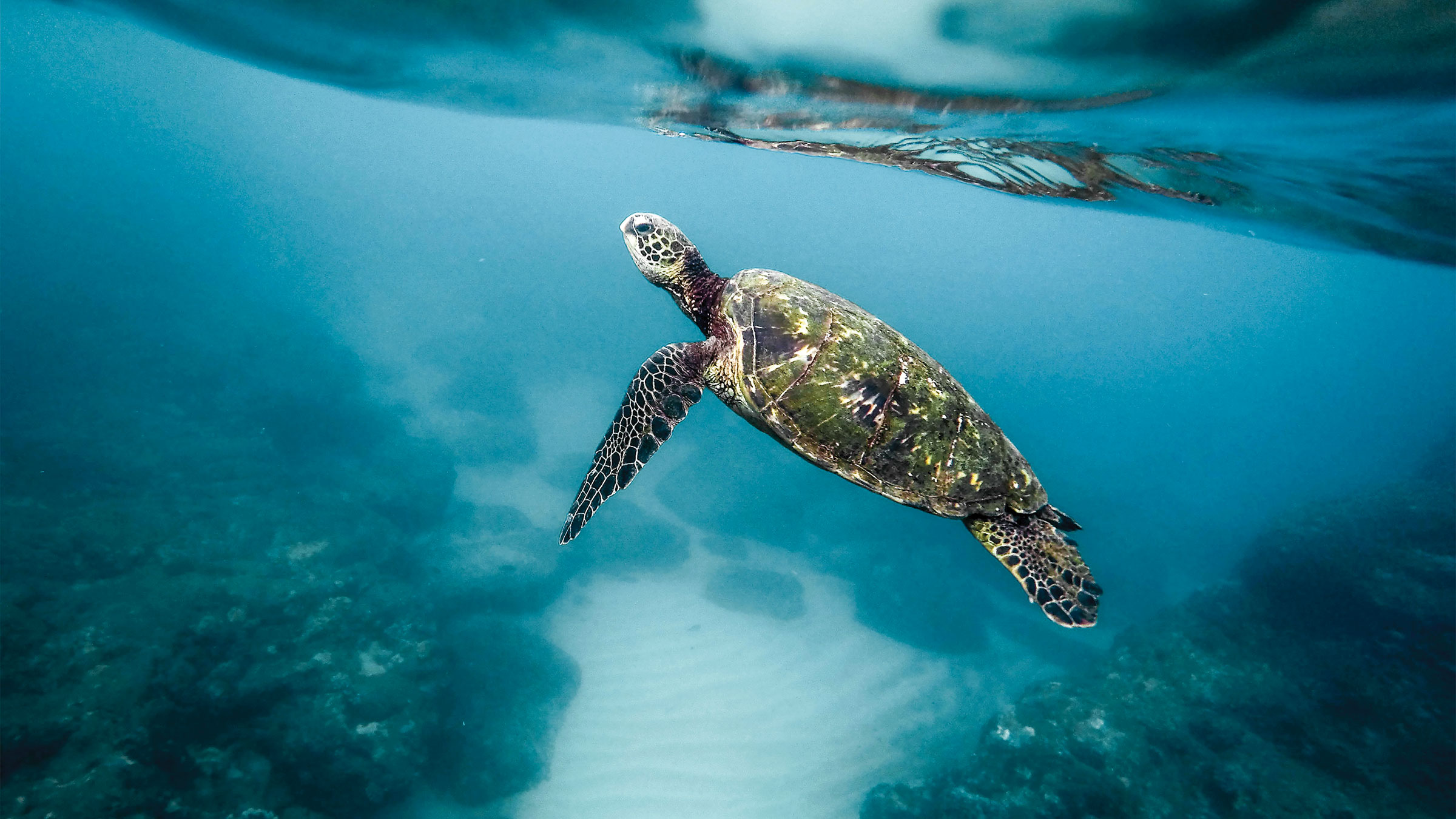 The Wisdom of Animals