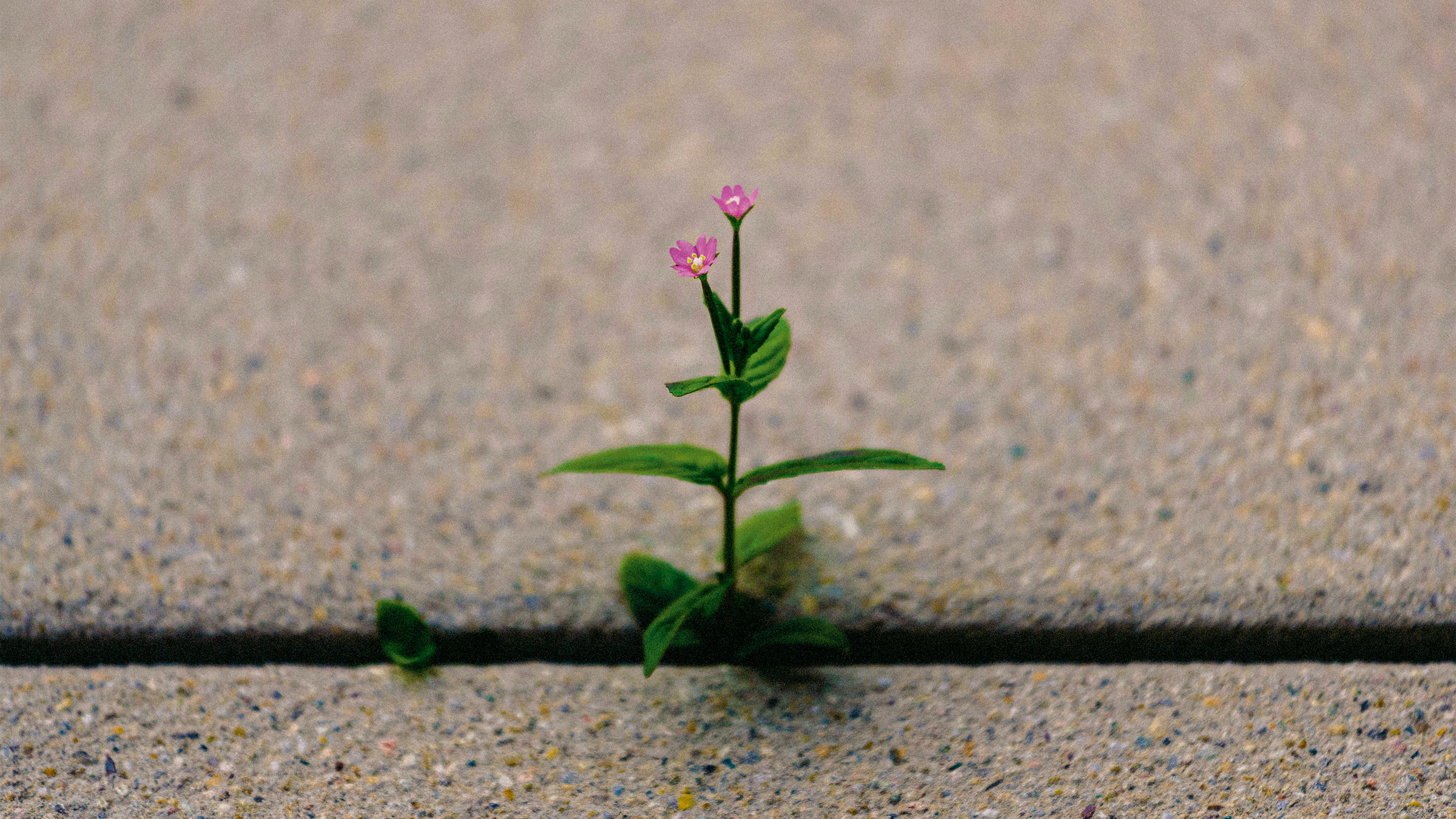 The Quiet Work of Becoming Resilient